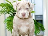 İnsan canlısı American Bully yavru köpek sahiplenme Adana