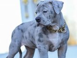 Terminator American Bully yavru köpek sahiplenme Adana