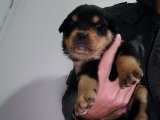 Rottweiler yavruları