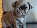 GÜZELLER GÜZELİ DİŞİ VE ERKEK SİYAH PUG YAVRULAR