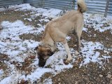 5,5 AYLIK ÇİFT TIRNAK SİMİT KUYRUK ORJİNAL KANGAL