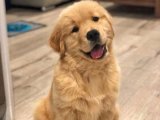 Golden Retriever Yavruları: Harika Evlerini Bulmak İçin Heyecanlılar