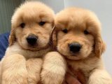 Golden Retriever Yavruları: Eğlenceli Anılar İçin Hazır, Sizi Bekliyorlar