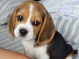 Beagle Aşkına: Yepyeni Yavrular Uygun Fiyatla Satışta!