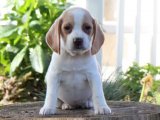 Beagle Cinsi Köpekler: Uygun Fiyata Kaliteli Arkadaşlık!