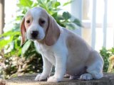 Beagle Yavruları: Uygun Fiyata Sağlıklı Dostluklar!