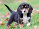 Beagle Yavruları: Sadık Bir Dost Edinmek İçin Şimdi Sahip Olun!