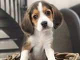 Beagle Minikleri: Harika Yavrular, Harika Fiyatlar!