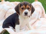 Beagle Yavruları: Sağlıklı, Mutlu ve Oyun Sever!