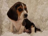 Beagle Yavruları: Sevimlilikleriyle Sizi Etkileyecek!