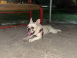 2 yaşında blue cream erkek French Bulldog