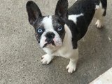 Merle pied dişi French Bulldog