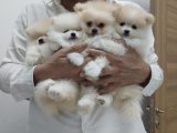 Üst Segment Pomeranian Boo Dişi & Erkek bebekler