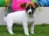 Jack Russell Terrier Yavrularıyla Mutluluğunuzu Paylaşın