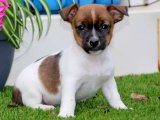 Sağlık Garantili Mutluluk: Jack Russell Terrier Yavrularıyla Tanışın