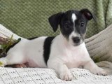 Kalpten Kalbe Koşan Jack Russell Terrier Yavruları Şimdi Alın