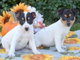 Harika Karakterli Jack Russell Terrier Yavruları Şimdi Alın