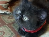 siyah Exotic Shorthair bebeğimiz