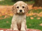 Amerikan Cocker Spaniel: Kaliteli Genetik, Harika Bir Arkadaş!