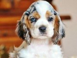 Amerikan Cocker Spaniel Fiyatları İle Ekonomik Çözümler!