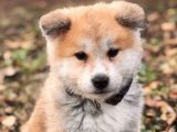 Akita Inu: Zarafetin ve Sadakatin Taçlandığı An