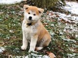 Akita Inu Cinsi: Zeka ve Sadakatin Birleşimi