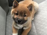 Akita Inu Aşkı: Minik Kalplerle Büyülen