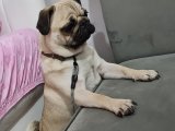 5aylık dişi Pug güzellik