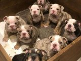 Safkan American Bully Yavru Köpek Sahiplendirme Fiyatları