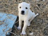 Akbaş Cinsi Beyazlığın Zirvesi: Uzun Bacaklı Yavrularla Tanışın!