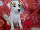 Safkan Kısa Bacak Jack Russell Terrier Yavrumuz