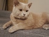 2 yaşında erkek british shorthair oglumuza  Üsküdar veya yakın çevresinde  eş arıyorum