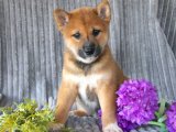 Sevecen Shiba Inu melek yavrularımız