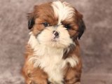 Son kalan Shih Tzu prensesimiz