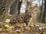 Bengal Kedisi Tutkunları Buraya! Şahane Yavru Kedimiz Sizi Bekliyor!