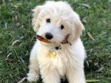 Altın Kalpli Kürkler: Goldendoodle Yavruları Şimdi Satışta!