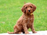 Sevimli Kürk Yumağı: Goldendoodle Yavruları Sevgi Dolu Evler Arıyor!