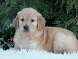 Altın Anılar İçin Altın Canlar: Goldendoodle Yavruları Şimdi Sahiplenmeye Hazır!