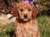 Kürklü Dostlarımız: Goldendoodle Yavruları Uygun Fiyata!