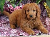 Evimize Hoş Geldiniz: Goldendoodle Yavruları Şimdi Satışta!