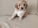 CAVAPOO YAVRULARI