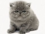 Sevimlilikte Sınır Yok: Exotic Shorthair Yavru Kedilerimizle Mutluluğu Keşfedin!