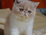 Evcil Hayaliniz Şimdi Gerçek Oluyor: Exotic Shorthair Yavru Kediler Satışta!