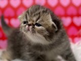 Sevgi Dolu Bir Yoldaş İçin: Exotic Shorthair Yavru Kedilerimizle Tanışın!