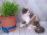 Evimizin Yeni Miso Güzellikleri: Exotic Shorthair Yavru Kedilerimizle Buluşun!