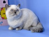 Yumuşaklığın ve Sevginin Adı: Exotic Shorthair Yavru Kediler Satışta!