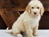 Terapi Köpeği Labradoodle Yavrumuz