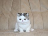 Pelüş Patiler Aranıyor: Exotic Shorthair Yavru Kedi Satışta!