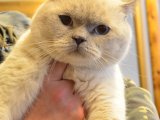 Tecrübeli British Shorthair Blue Point Oğlumuza Eş Arıyoruz