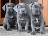 Fişek kardeşler karşınızda; dosta güven düşmana korku veren Cane Corso